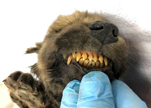 russian scientists present ancient puppy found in permafrost