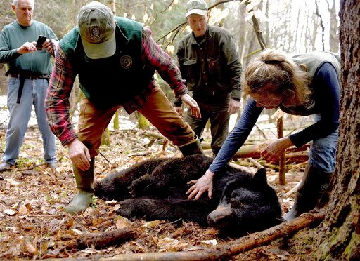 1 of 3 cubs orphaned by famous bear's death captured