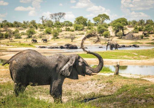 Once seen as loners, male elephants shown to follow elders