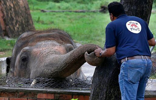 'World's loneliest elephant' okayed to quit zoo for new life