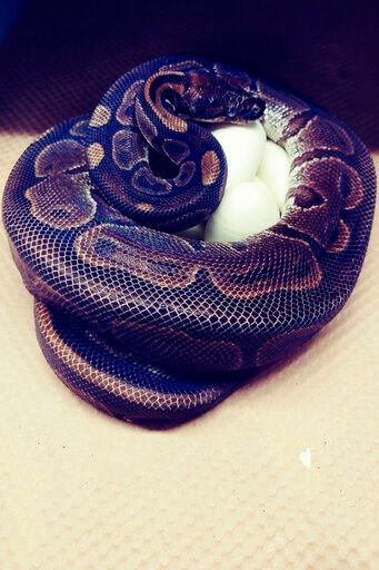 St. Louis Zoo says python laid 7 eggs without male help