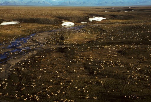 Biden plans temporary halt of oil activity in Arctic refuge - Vimarsana News