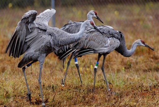 US officials reverse course on pesticide's harm to wildlife - Vimarsana News