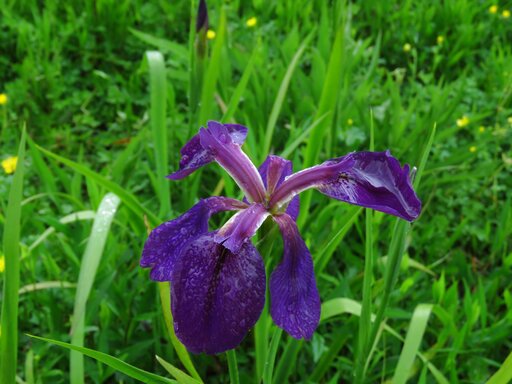 National park battlefield irises may mark razed Black homes - Vimarsana News