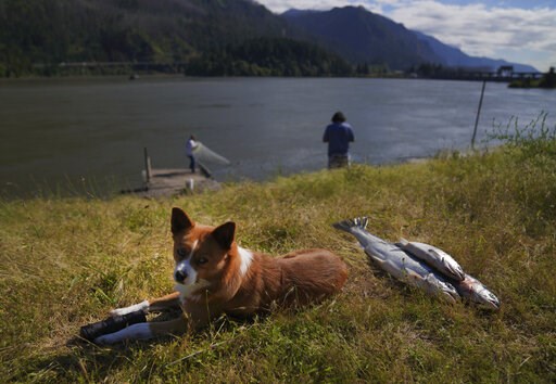 Columbia River's salmon are at the core of ancient religion - Vimarsana News