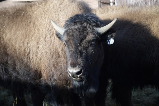 US tribes get bison as they seek to restore bond with animal - Vimarsana News
