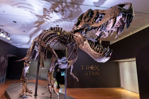 Has T. rex lost its bite? Menacing snarl may be wrong 