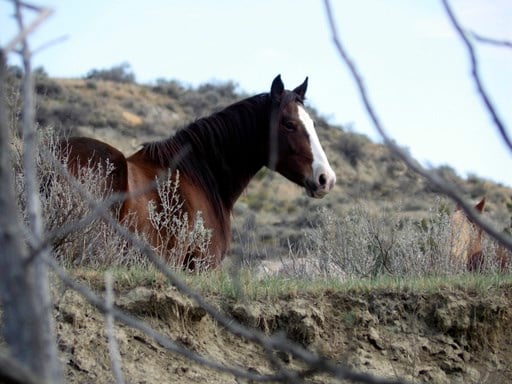 Decision on the future of wild horses in a North Dakota national