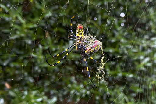 They're big. They're colorful. But Joro spiders aren't nightmare fodder - Vimarsana News