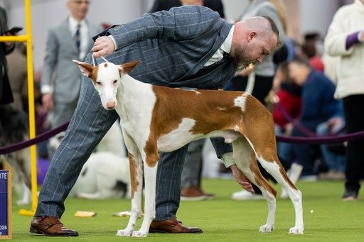 7 dogs competing for Westminster's show big prize Tuesday night
