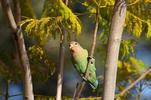 What we can learn from lovebirds, the rare birds that mate for life