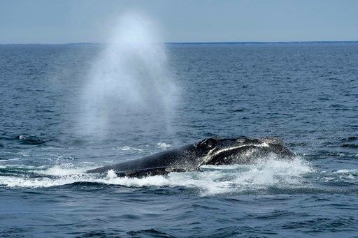 US ocean regulator faces criticism over changes to right whale protection rule